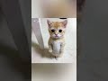 لاري لقد كنت امزح Larry Cat Memes Funny Thestupids اكسبلور تحشيش Funpage Funniestvideo Meme لاري لقد كنت امزح Larry Cat Memes Funny Thestupids اكسبلور تحشيش Funpage Funniestvideo Meme