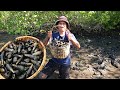 Find Seafood for cook at The Sea Swamp after Water Low Tide | BONG VATH |