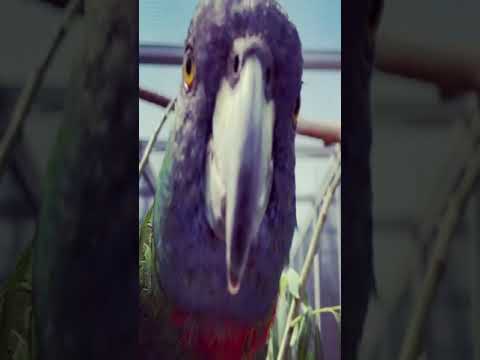 amazona arausiaca and black cockatoo sounds | #shorts