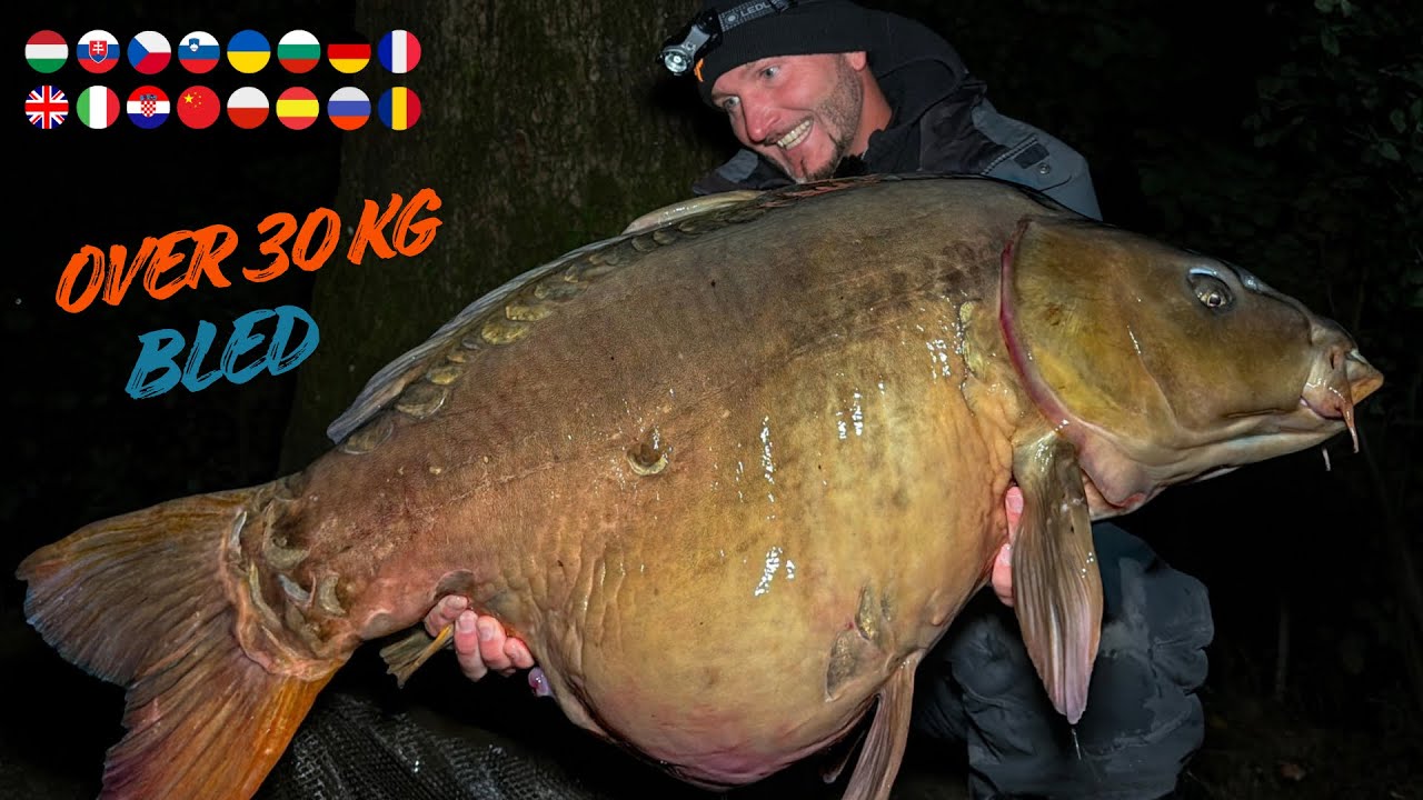 FEEDERMANIA - Bled 2025 ősz. 30 kg felett. Bled 2025 autumn. Over 30 kg!