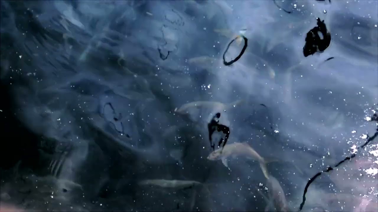 Omega Protein: ZWNF Conference