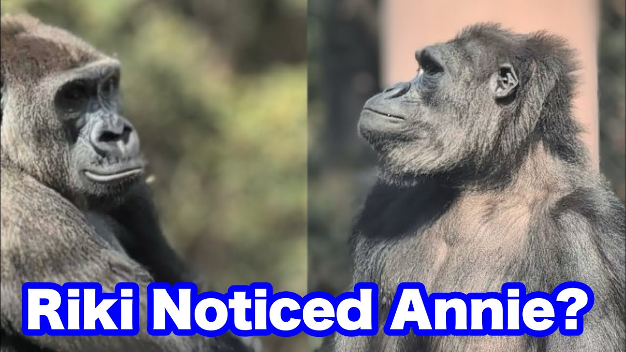 リキくん、アニーちゃんの存在に気付いた？【Riki noticed Annie】2026.02.05