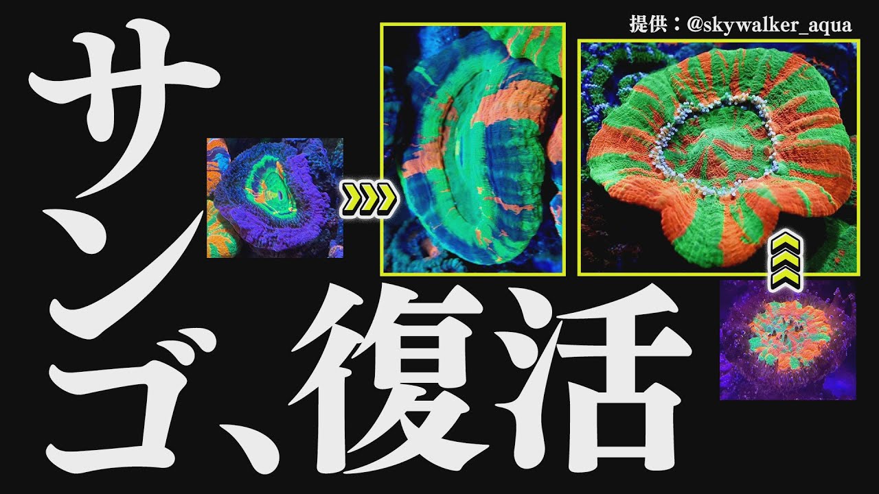 ここまで戻る! サンゴの調子が悪いときの復活ルーティン《サンゴ水槽》【2022年9月号 vol.4】