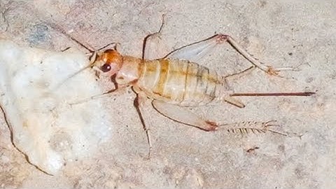 the cricket chirps upon the hearth.  ||  house cricket