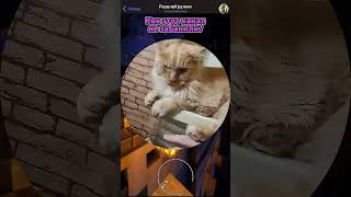 СИГМА КОТ 🤣 #развлекружки #кружки #юмор