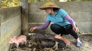 Another batch of piglets was born. Harvesting plums, fishing in the pond and a happy meal