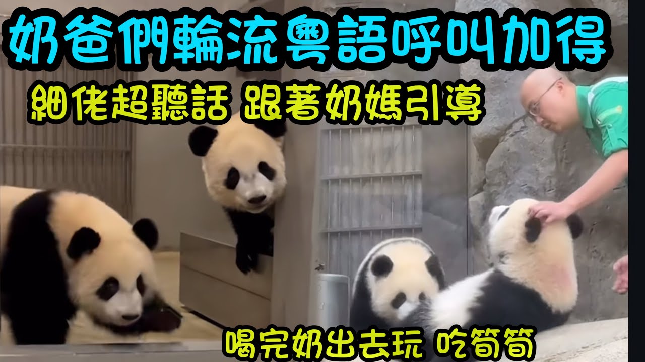 原聲家姐細佬後捨喝奶，奶爸輪流粵語呼叫兩姐弟，加加得得聽得懂人話，奶媽引導細佬過去，細佬聽話跟著走#熊貓家姐細佬 #熊貓加加得得