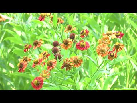 მოკლე ტური ბოტანიკურ ბაღში