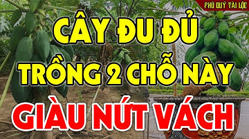 Nên Trồng CÂY ĐU ĐỦ Ở Đâu Để HÚT TÀI LỘC VÀO NHÀ, Tiền Vàng Ùn Ùn Kéo Đến Tiêu 3 Đời Không Hết?