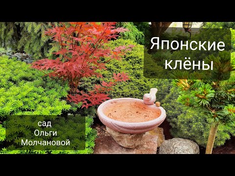 Видео: Узнайте о японских плакучих кленах - Как вырастить японский плакучий клен