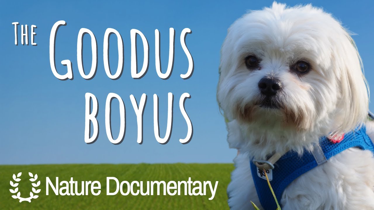 Nature Documentary Parody | THE APEX PREDATOR | Planet Pat