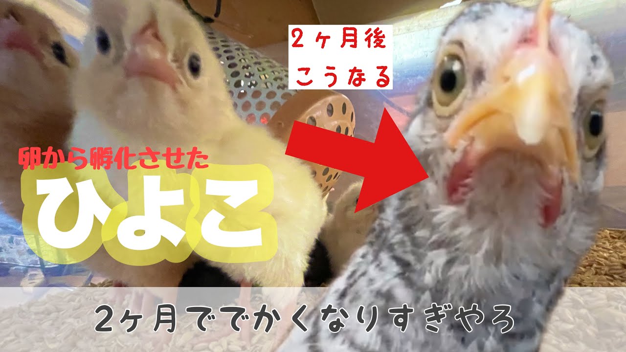 ひよこ成長録】可愛いの化身・ひよこは2ヶ月でこうも変わってしまい