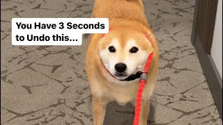 What It’s Like To Own a Stubborn Shiba Everyday