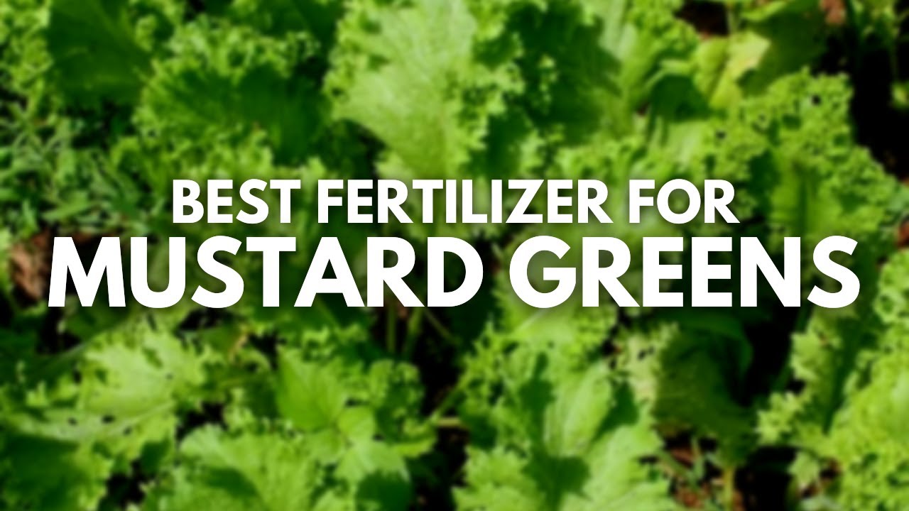 Best Fertilizer For Mustard Greens Abundance Growth in Few Days YouTube