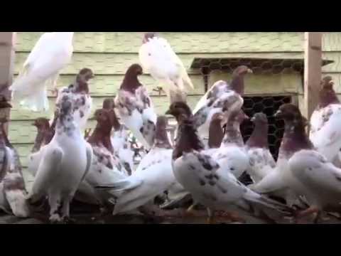 red grizzle neck budapest high flyers youtube budapest high flyers pigeons for sale