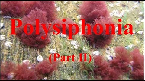 B.Sc. First Year, Paper - I, Polysiphonia part -  II