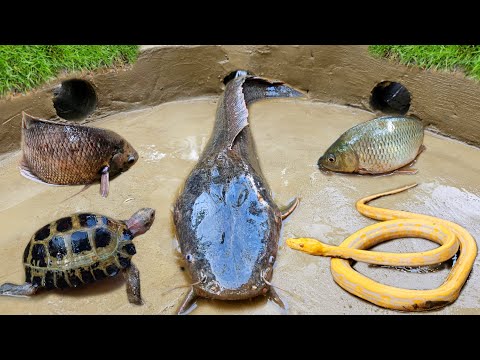 Mancing ikan lele besar dalam lubang ada ikan hias, ikan koi, belut, gurame, kura kura