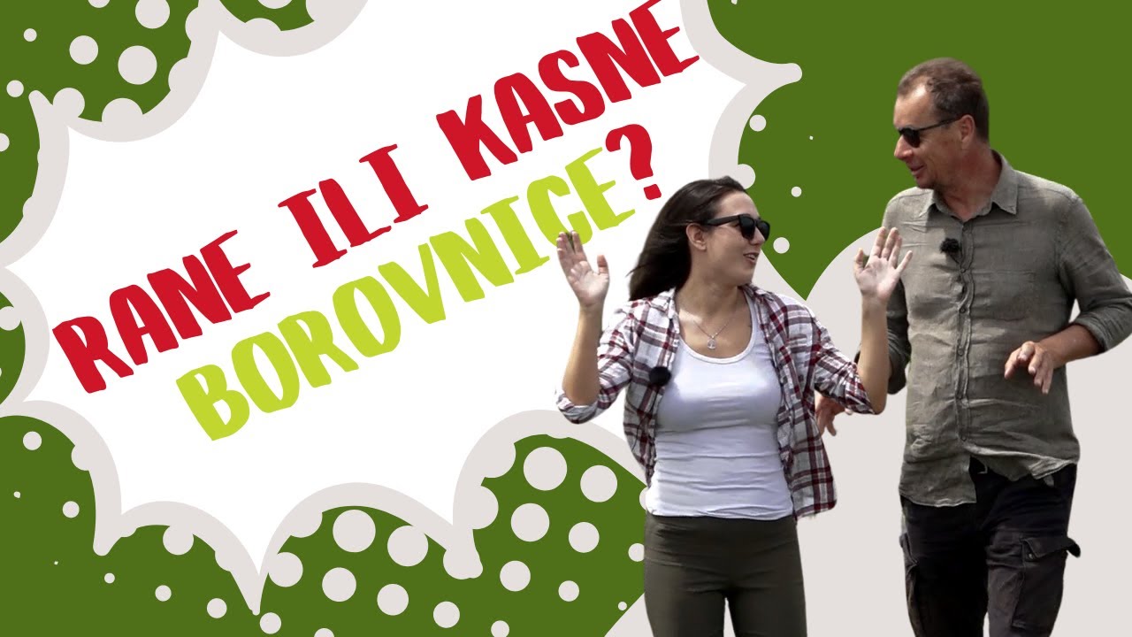 RANE ILI KASNE Sorte Borovnice? - Kad je CENA VIŠA?