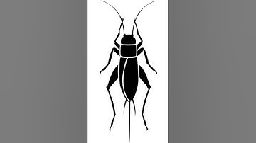 Thumbnail of crickets Sounds Effects No Copyright