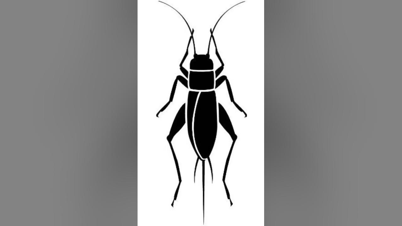 crickets Sounds Effects No Copyright