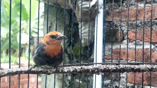 BURUNG KEBON YANG UNIK....PECINTA BUAH BENALU || KEMADE / CICI GENI GACOR