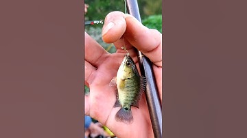 #shorts Câu Cá Rô Trong Con Rạch Nhỏ Bỏ Xuống Là Ăn