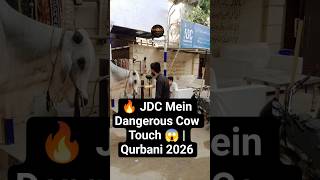 🔥 JDC Mein Dangerous Cow Touch 😱 | Qurbani 2026 #adanamiryt#viral #shortvideo #shorts