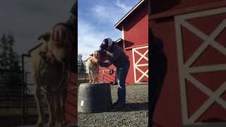 “Barrel Training 101” with Danton Stock Dogs