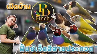 เปิดบ้าน PD Finch ฟิ้นซ์ 7 สีสายประกวด