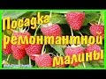 Как посадить ремонтантный сорт малины & Брянское диво, ремонтантный сорт.