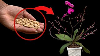 Since knowing this, my orchids have not stopped flowering without spending money on fertilizers