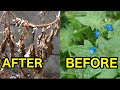 Spraying Difficult Weeds in Beds and Pruning Crepe Myrtles