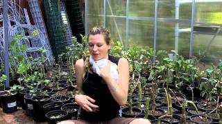 A Surprising Natural Pest Control For Edible Garden Estates Ducks