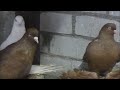 Сельские голуби. 24 12 2021г Будённовск у Виктора, Северо - кавказские.