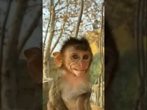 Favorite Friends Cute Monkeys
