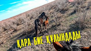 Қара бие құлындап үйірден бөлініп қалпты