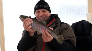Радужная форель Радужная форель
