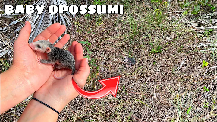 RESCUED! NEWBORN OPOSSUM FOUND LEFT BY MOTHER!