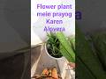 flowergarding #minivlog #nature #organic gardening #viralshorts # trendingshort Alovera use karrein