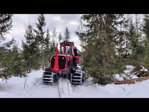 Suomännikön harvennusta II