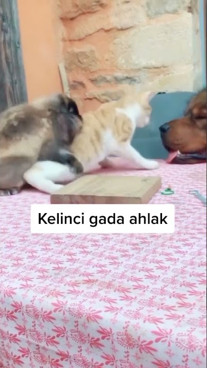 perkawinan rabbit and cat