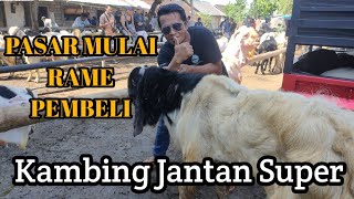 Harga Kambing Jantan Mulai Naik || Pasar Hewan Sumber Pucung Kabupaten Malang