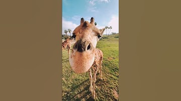 Giraffe 🦒 touch my phone 📱#giraffe #shorts #shortvideo #shortsvideo