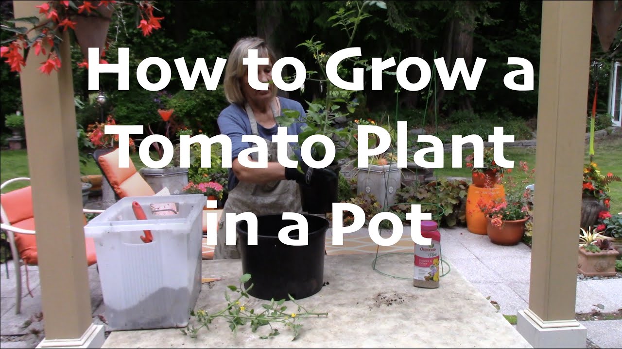 How to Grow a Tomato Plant in a Pot