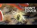 Jumping Cholla: When Cacti Attack