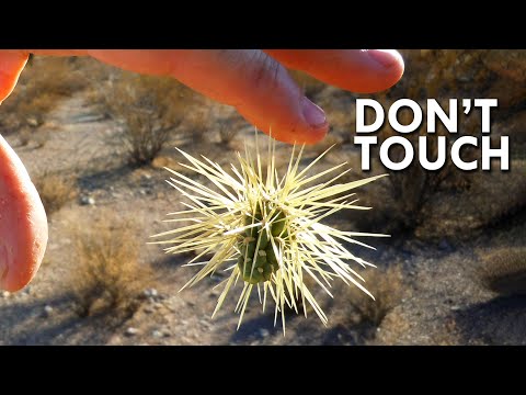 Video: Jumping Cholla Info: Can You Grow Teddy Bear Cholla Plants In The Garden