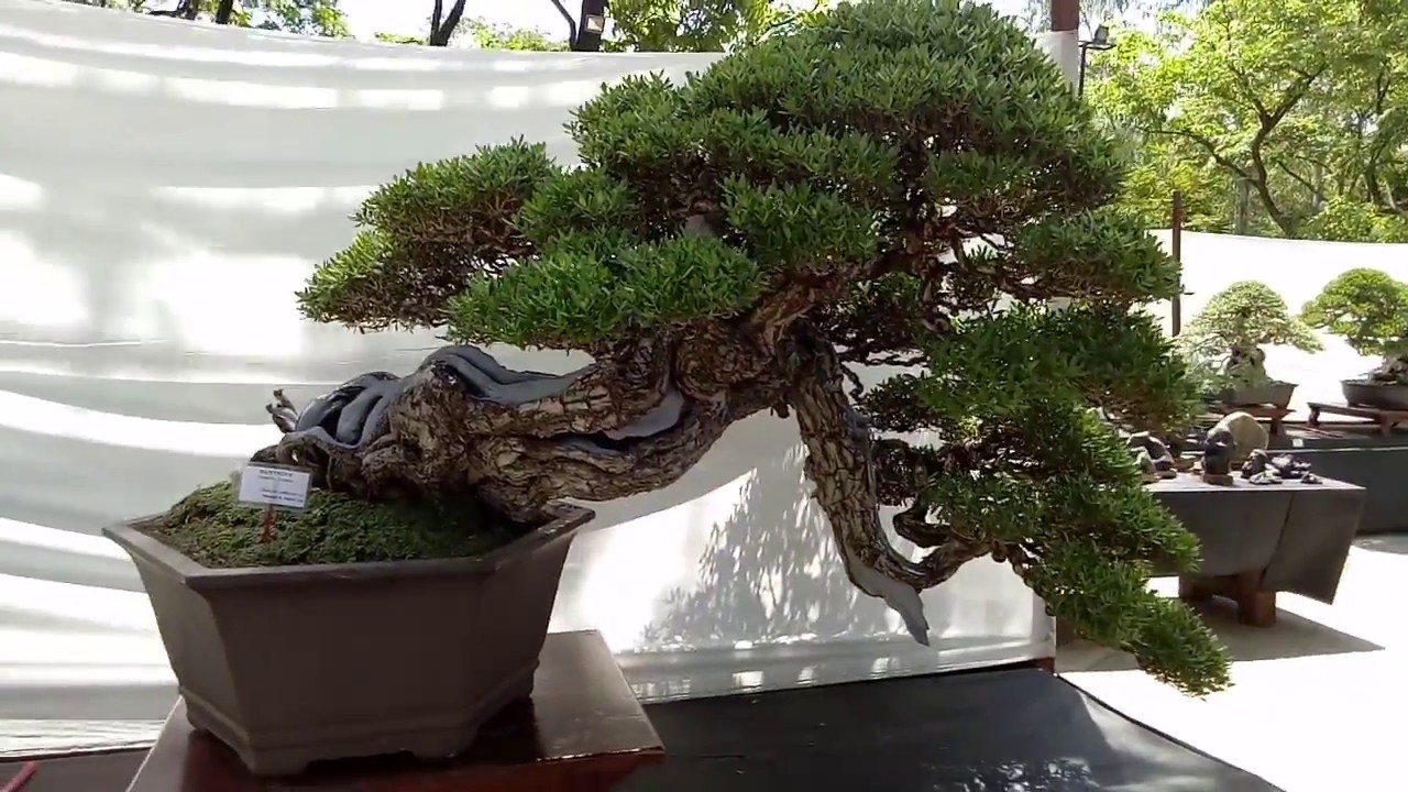 Orchid and Bonsai Show 2018