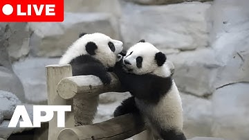 LIVE: Giant Pandas Huan Huan & Yuan Zi Return to China | Emotional Farewell After 13 Years in France