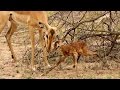 Baby Impala Learns To Walk