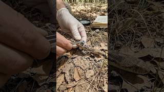 What Happens When a Snake Wears a Camera?🐍